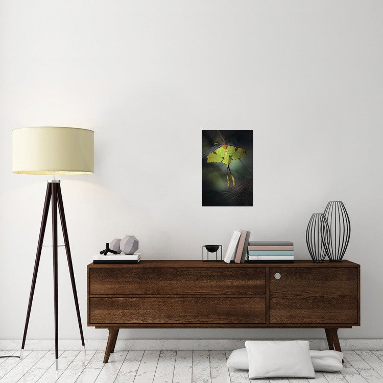 "Moon Moth" Stretched Canvas Giclee by Jimmy Hoffman, 16"x24"