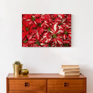 Pointsettia Blooms 1 12x18 Canvas Wall Art