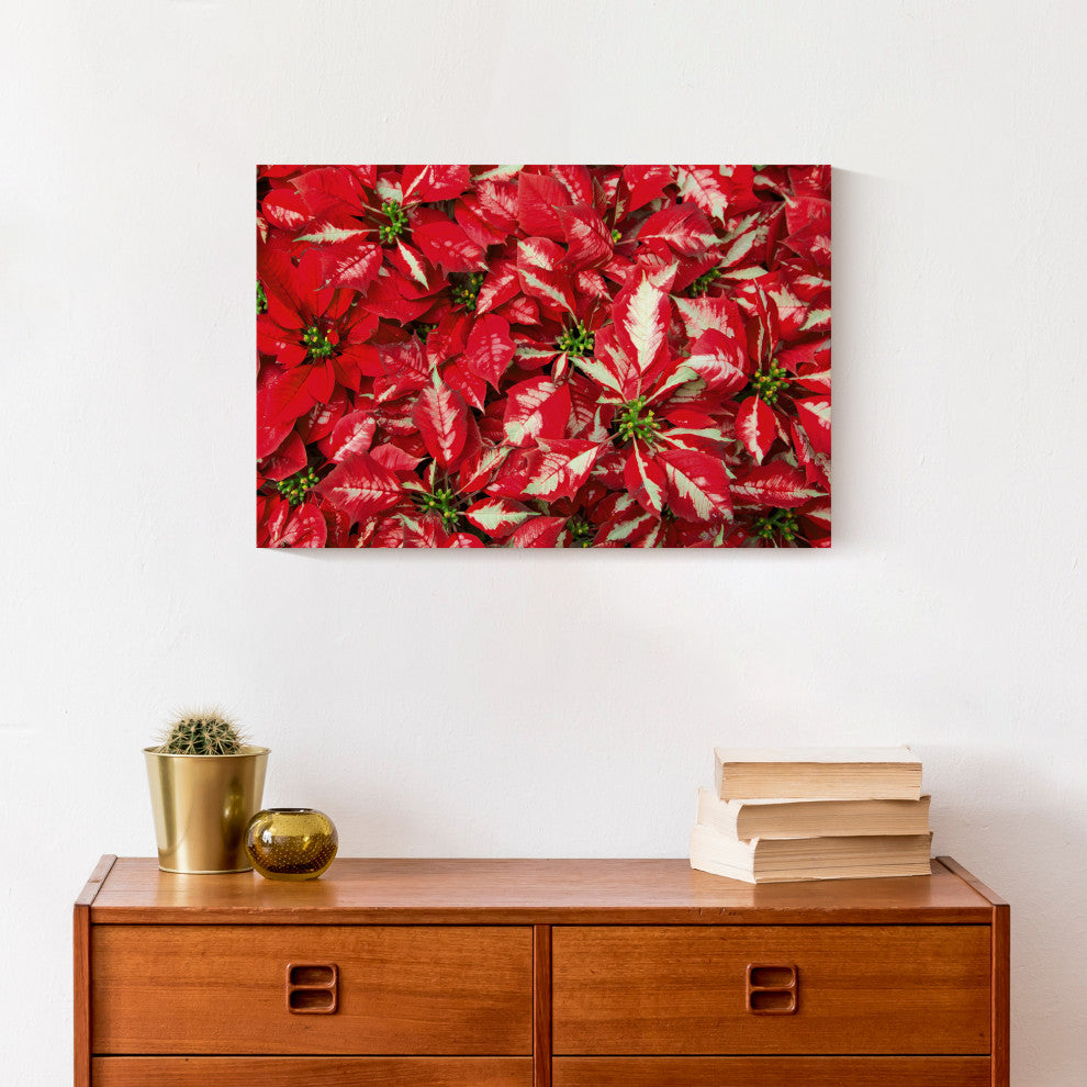 Pointsettia Blooms 1 12x18 Canvas Wall Art