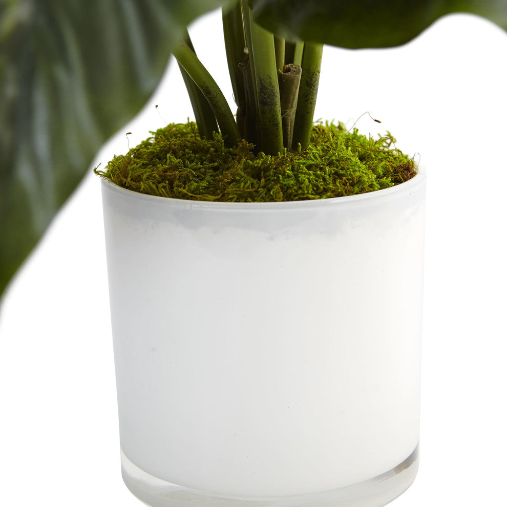 Cropped/zoomed-in view of the pot and moss on a white background.