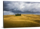 "Wheat And Cypresses In Tuscany" Wrapped Canvas Art Print, 48"x32"x1.5"