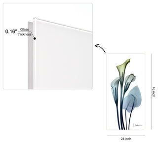 "Calia Lily" Frameless Free Floating Panel Graphic Wall Art, 24"x48"
