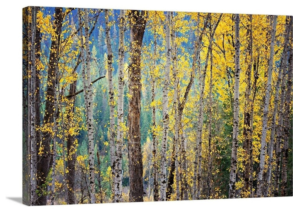 "Kootenay Fall 4" Wrapped Canvas Art Print, 48"x32"x1.5"