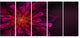 Large Pink Alien Fractal Flower, Floral Canvas Art Print, 60"x28", 5 Panels