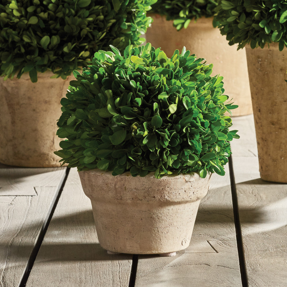 Boxwood Ball, Pot Medium