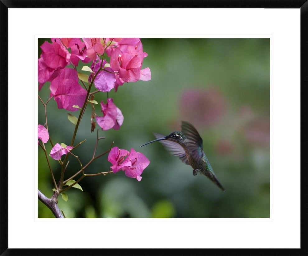 Magnificent Hummingbird Female Feeding At Flower, Costa Rica, 30"x24"