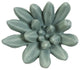 Compactum Succulent Wall Art, Forest