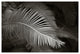 FERN #3, Black and White, 24x36