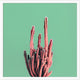 Sherbet Cactus 4, Giclee Reproduction Artwork