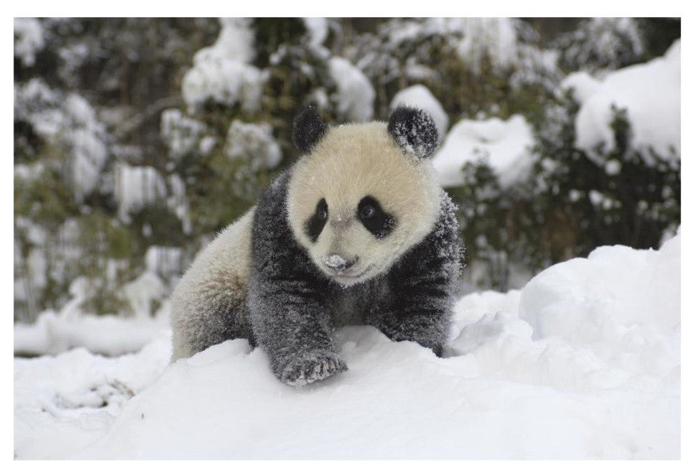 "Giant Panda cub playing in the snow, Wolong Nature Reserve" Paper Art, 32"x22"