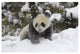 "Giant Panda cub playing in the snow, Wolong Nature Reserve" Paper Art, 32"x22"