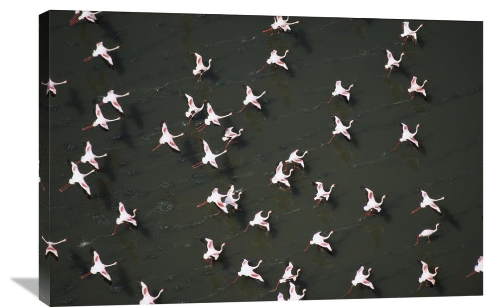 "Lesser Flamingo Flock Taking Flight From The Surface Of A Lake, Kenya" Artwork