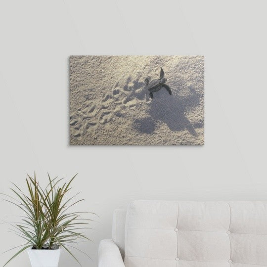 "Young sea turtle " Canvas Art, 24"x16"x1.25"