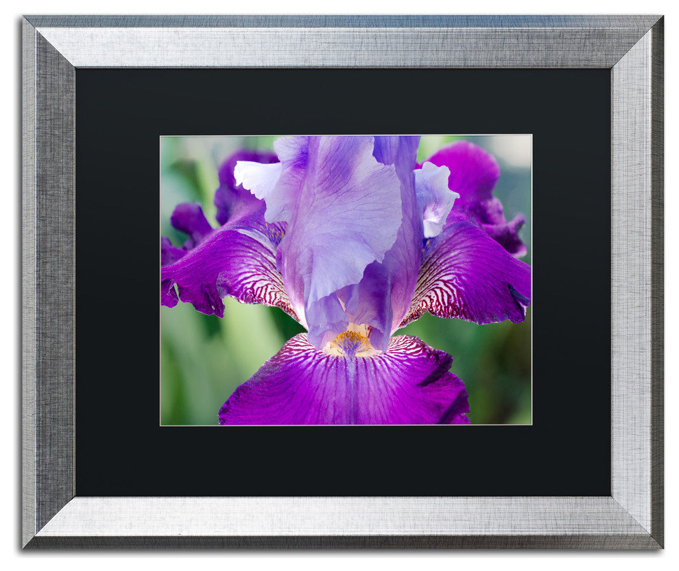 PIPA Fine Art 'Glowing Iris' Matted Framed Art, 20x16