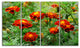 Blooming Red Marigold Flowers, Floral Canvas Art Print, 48"x28", 4 Panels