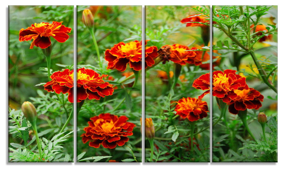 Blooming Red Marigold Flowers, Floral Canvas Art Print, 48"x28", 4 Panels
