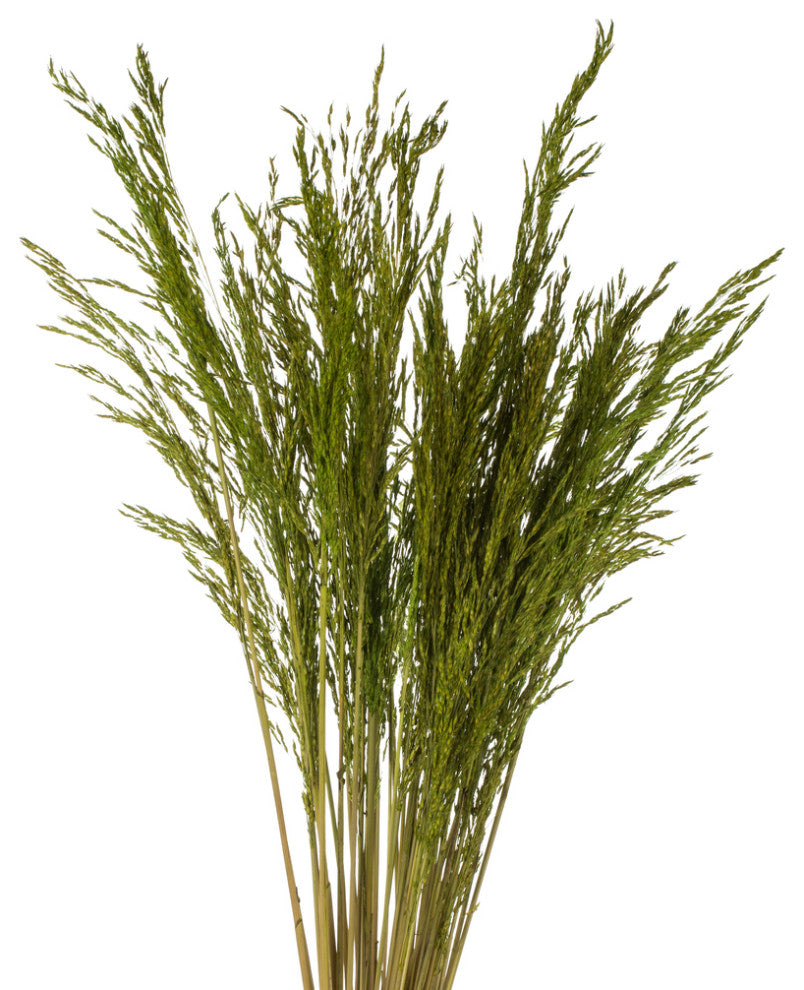 Vickerman H2CGR150 36 Green Congo Grass, 8 oz Bundle, Dried