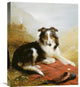 "A Collie, The Guardian of The Flock" Canvas Giclee by Edwin Douglas, 18"x22"