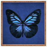 Eric Fan Papillon Square Tray