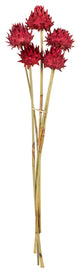 Vickerman 15" Artichoke Head With Reed Stem, Dried