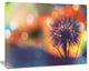 Dandelion Flower on Orange Background, Floral Canvas Art Print, 60"x28"