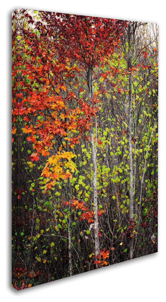 ''Colour Touch'' Canvas Art by Philippe Sainte-Laudy
