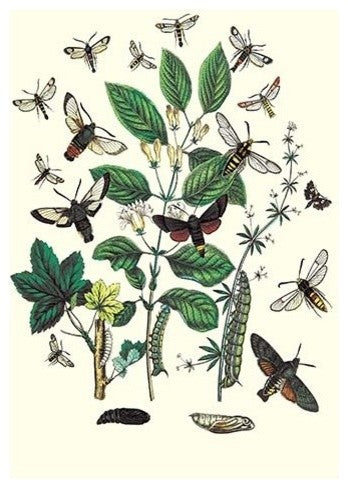Moths: M. Stellatarum, M. Croatica, Et Al.- Gallery Wrapped Canvas Art 28" x 42"