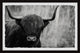 "Angus the Highland Cow" Framed Painting Print, 18x12