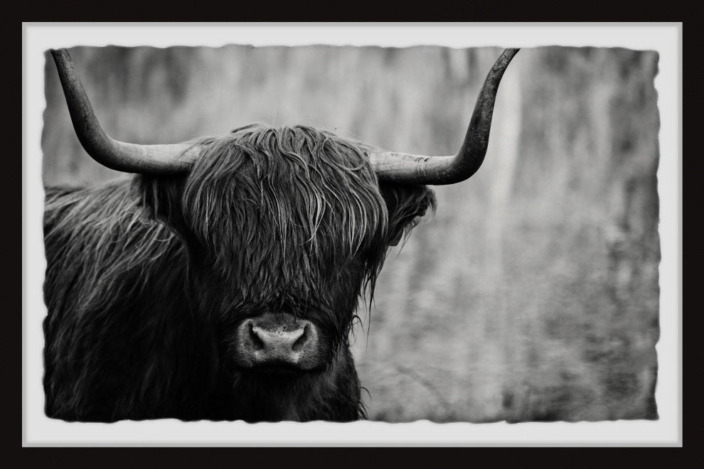 "Angus the Highland Cow" Framed Painting Print, 18x12