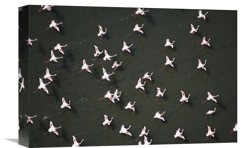 "Lesser Flamingo Flock Taking Flight From The Surface Of A Lake, Kenya" Artwork