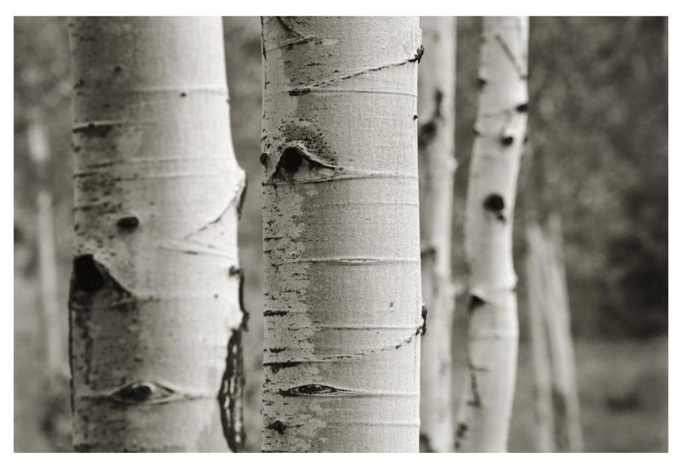 "Aspens III" Digital Paper Print by Debra Van Swearingen, 26"x18"