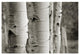 "Aspens III" Digital Paper Print by Debra Van Swearingen, 26"x18"