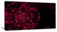 Large Red Alien Fractal Flower, Floral Canvas Art Print, 32"x16"