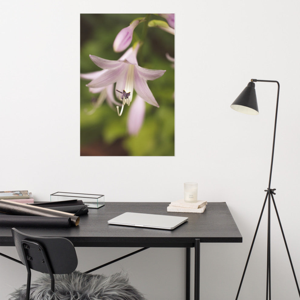 Softened Hosta Bloom Nature Photography, Floral Unframed Wall Art Print, 24" X 36"