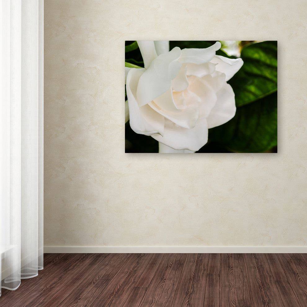 Kurt Shaffer 'Gardenia' Canvas Art, 47"x35"