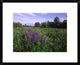 Lupine In Meadow Near Crescent Beach, British Columbia, Canada, 22"x18"