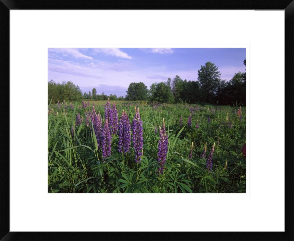 Lupine In Meadow Near Crescent Beach, British Columbia, Canada, 22"x18"
