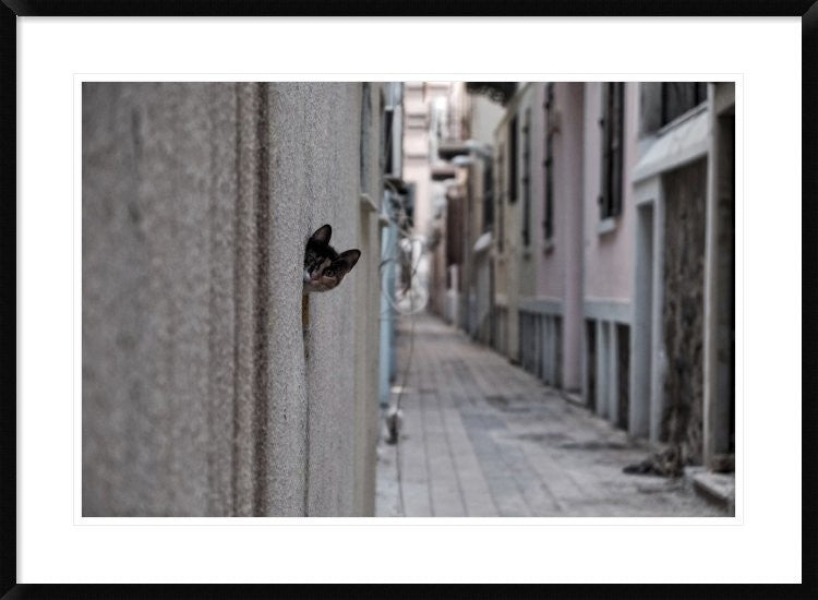 "Dantel Street Cat" Framed Digital Print by Ali Ayer, 38"x28"