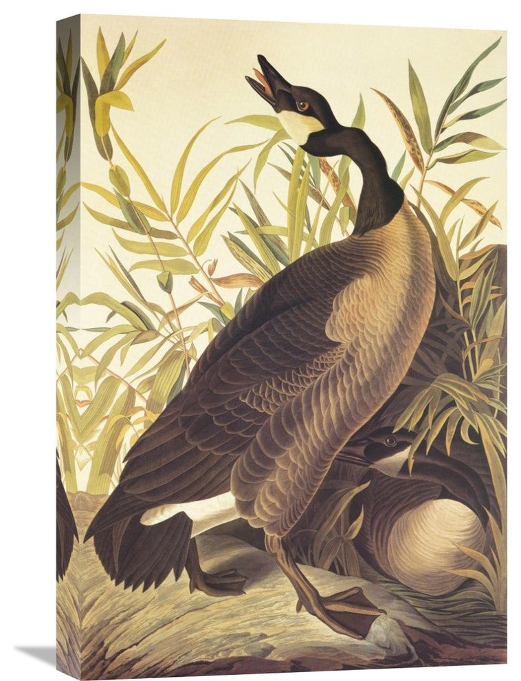 "Canada Goose" Stretched Canvas Giclee by John James Audubon, 16"x24"