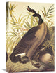 "Canada Goose" Stretched Canvas Giclee by John James Audubon, 16"x24"