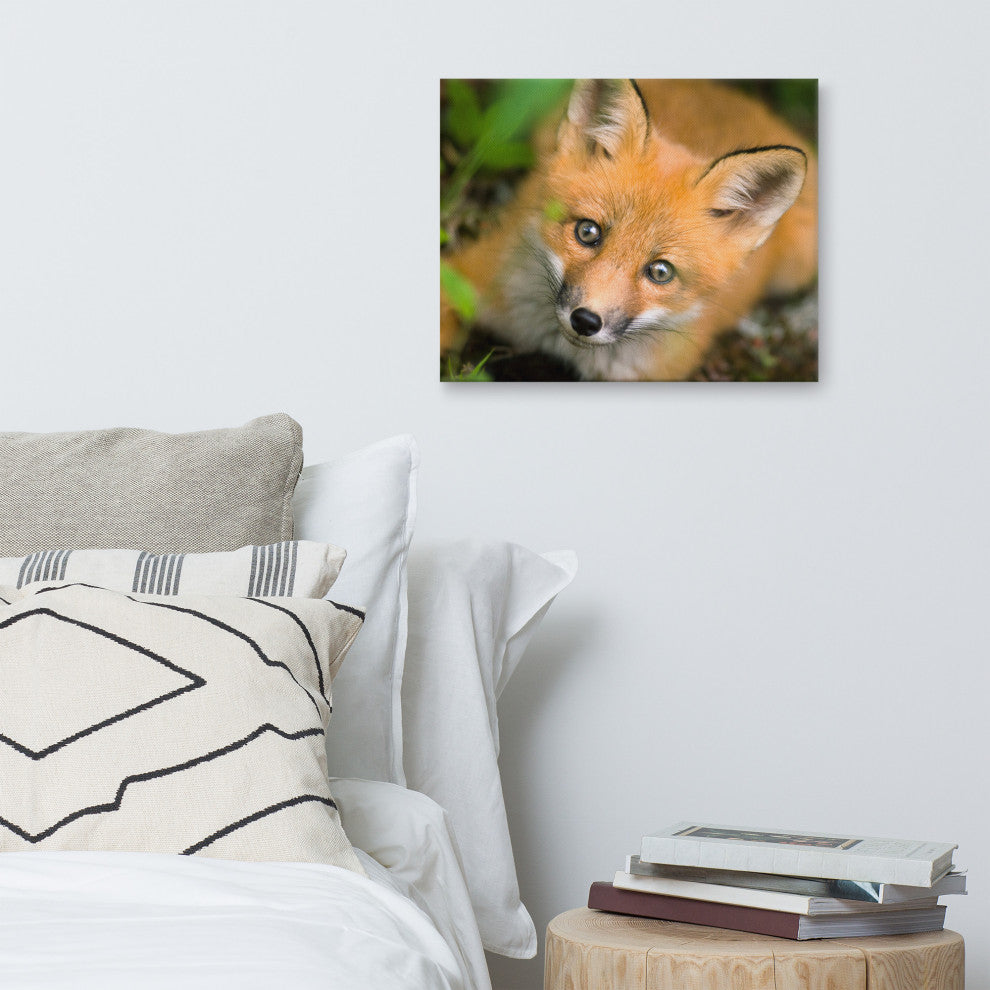 Young Red Fox Face Animal Wildlife Nature Photograph Canvas Wall Art Prints, 16" X 20"