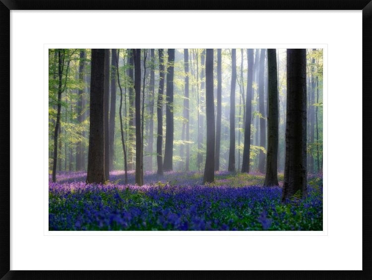 "Bluebells" Framed Digital Print by Adrian Popan, 30x22"