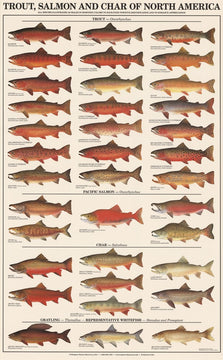 Fish Poster Trout, Salmon and Char-Males Identification Chart