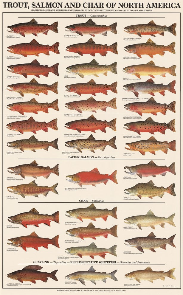Fish Poster Trout, Salmon and Char-Males Identification Chart