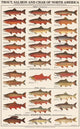 Fish Poster Trout, Salmon and Char-Males Identification Chart