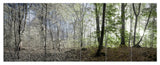 Green Morning in Forest Panorama, Landscape Canvas Art Print, 70"x28", 6 Panels
