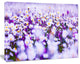 Daisy Field Photography Panorama, Floral Canvas Art Print, 20"x12"