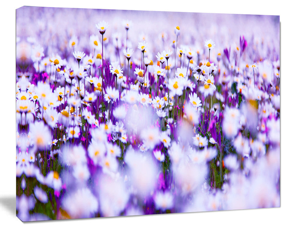 Daisy Field Photography Panorama, Floral Canvas Art Print, 20"x12"