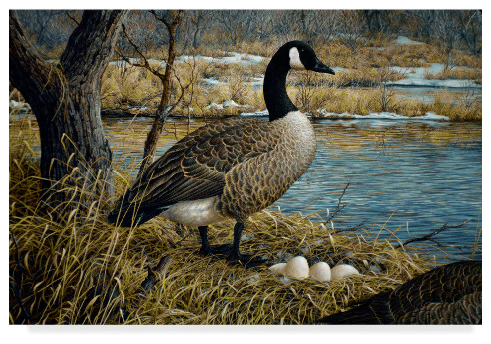 Jeff Tift 'Canadian Goose' Canvas Art, 32"x22"