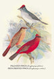 Pileated Finch; Red - Crested Finch - Framed Paper Poster 20" x 30"